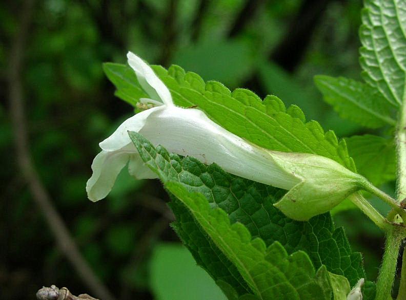 Melittis melissophyllum / Erba limona comune